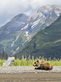 Coastal Brown Bear