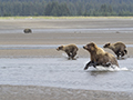 Coastal Brown Bear and Cubs