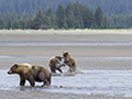 Coastal Brown Bear and Cubs