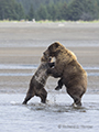 Coastal Brown Bear Cubs Sparring