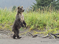 Coastal Brown Bear Cub Walking on the Beach