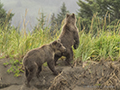 Coastal Brown Bear Cubs