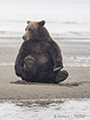 Coastal Brown Bear Waiting for the Salmon