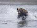 Coastal Brown Bear Fishing