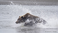 Coastal Brown Bear Fishing