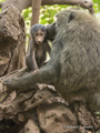 Olive Baboon with Juvenile
