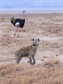 Spotted Hyena and Ostrich