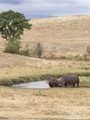 Hippopotami in Ngorongoro Crater