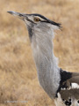 Kori Bustard