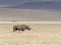 Black Rhinoceros 