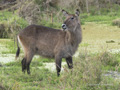 Common Waterbuck