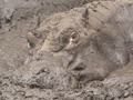 Hippopotamus Taking a Mud Bath