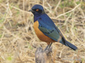 Superb Starling