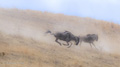 Running Wildebeest