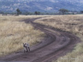 Hyena on a Lonely March