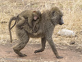 Olive Baboon with Riding Juvenile