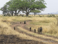 Olive Baboon Troop