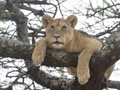 Lioness in a Tree