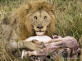 Lion with a Zebra Kill