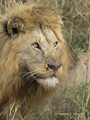 Male Lion in the Grass