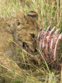 Lion Cub Dining on Zebra Ribs