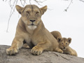 Lioness with Cub