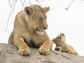 Lioness with Cub