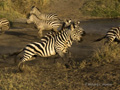 Fleeing Zebra