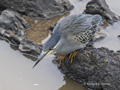 Green-Backed Heron