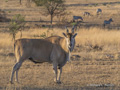 Eland