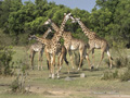 Masai Giraffe