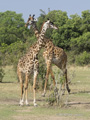 Masai Giraffe