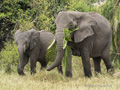 Elephants with Lunch