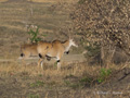 Eland