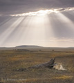 Lioness in Morning Light