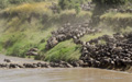 Great Migration - Wildebeest Crossing the Mara