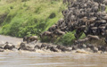 Great Migration - Wildebeest Crossing the Mara