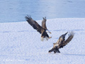 Adult Bald Eagle Attacking Juvenile