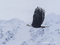 Bald Eagle in Flight