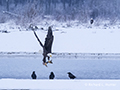 Bald Eagle with Salmon