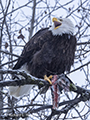 Bald Eagle with Salmon