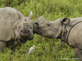 Indian Rhinoceros