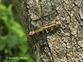 Oriental Garden Lizard