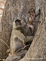 Gray Langur with Infant