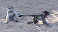 Olive Baboon Juveniles (Botswana)