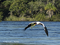 Yellow-Billed Stork (Botswana)