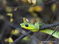 Boomslang