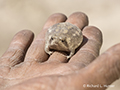 Bushveld Rain Frog 