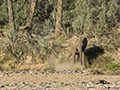 Africa Desert Elephant (Bush Elephant)