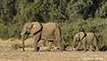 Africa Desert Elephant (Bush Elephant)